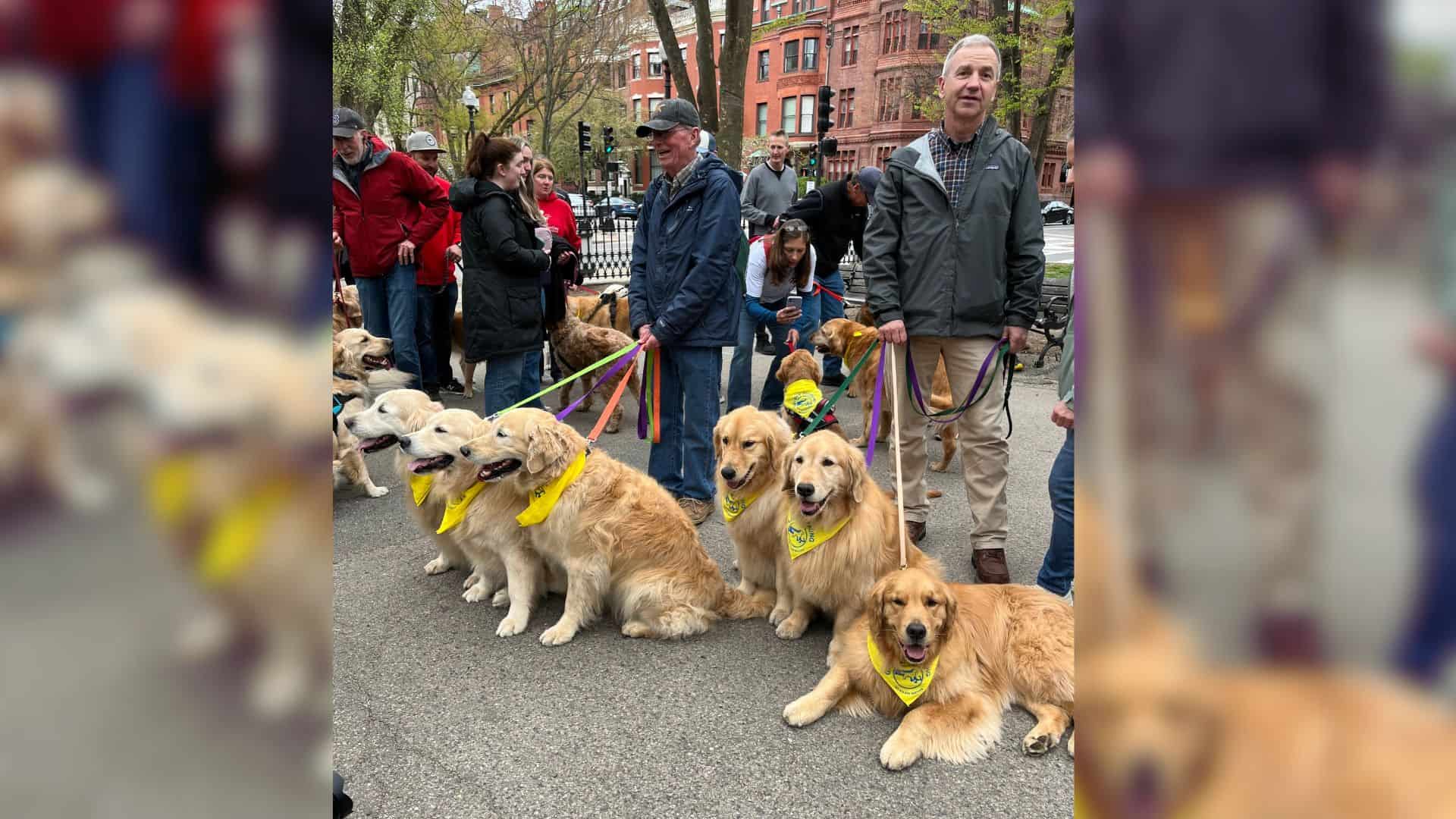 Over 200 Golden Retrievers Honor Spencer, The Official Boston Marathon Dog 