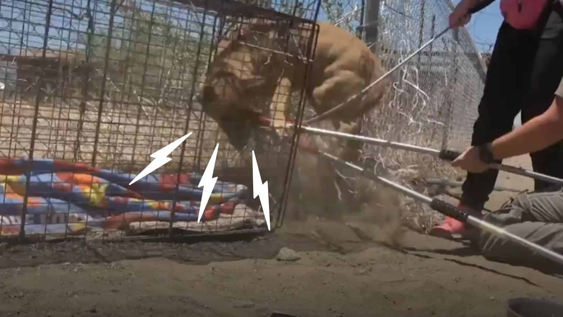 rescued injured desert gsd