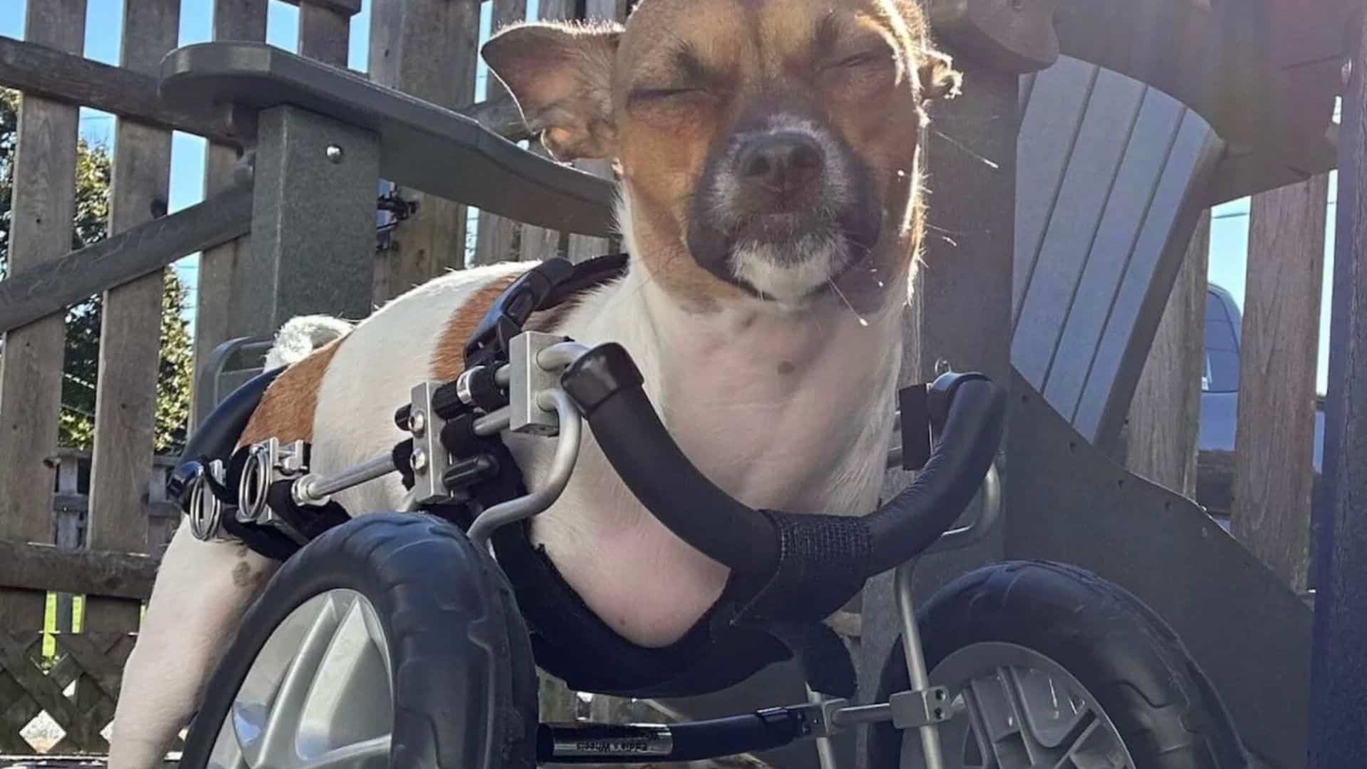 Joey the two-legged champion