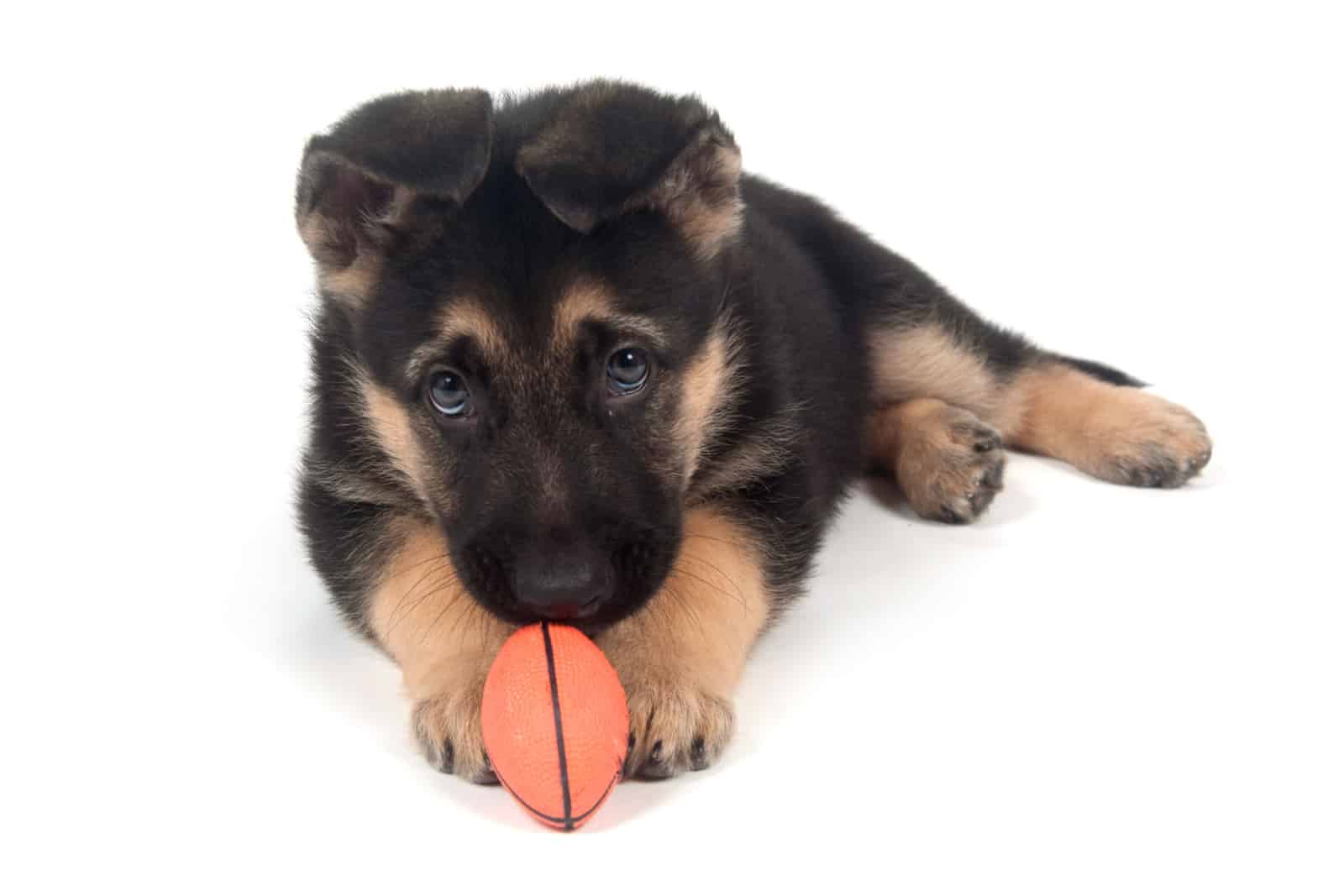 Male German Shepherd puppy chewing on toy while laying down