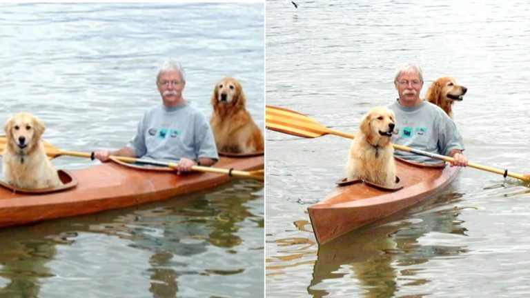 man with dogs in kayak