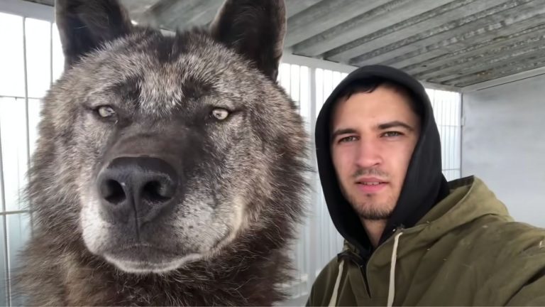 man and his wolf