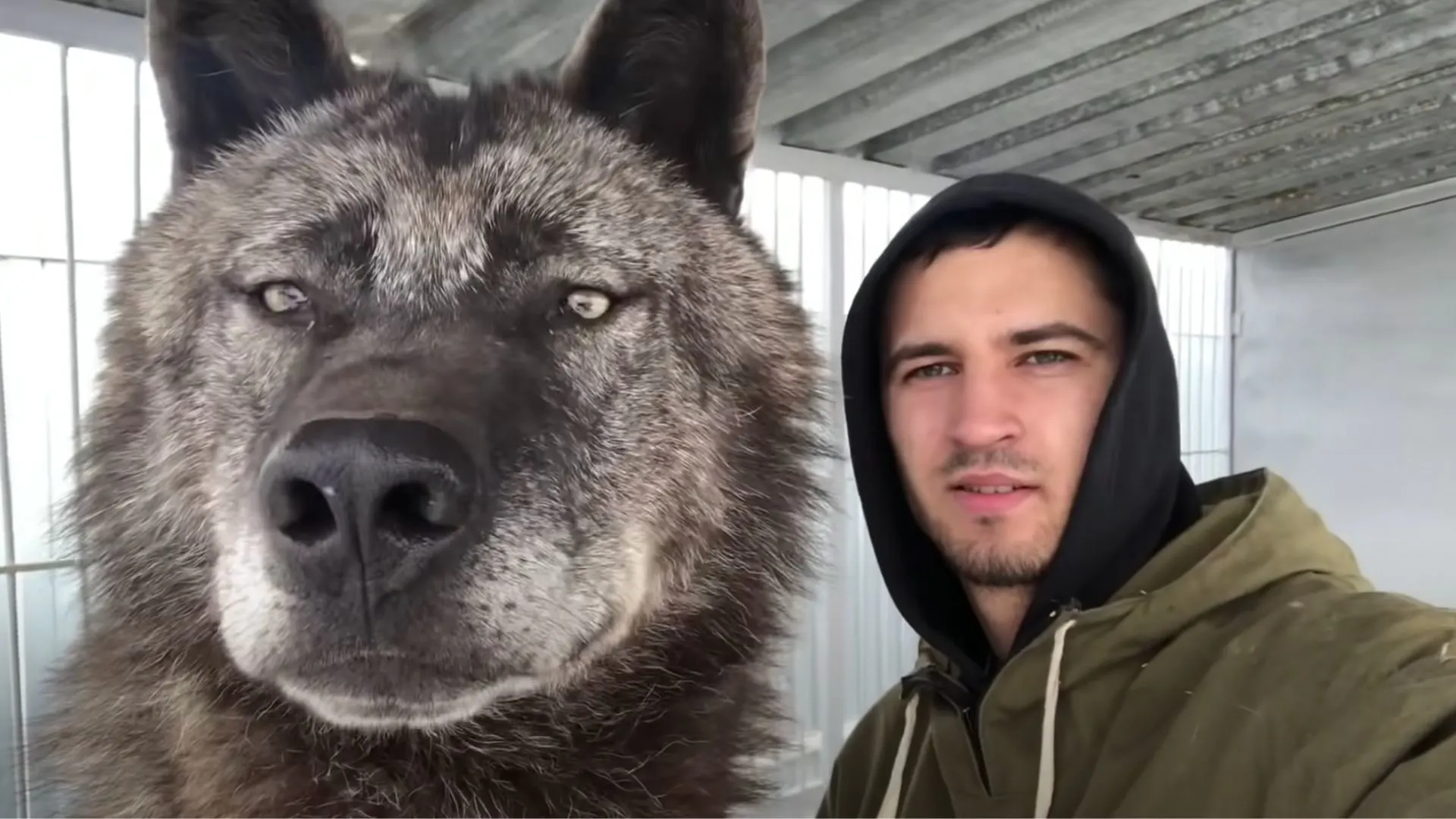 Man Lives With The World’s Largest Wolf And Treats Him Like A Puppy
