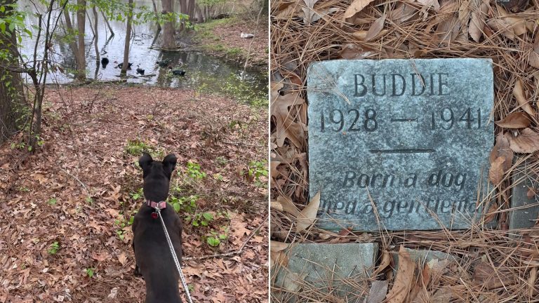man spots an old dog grave