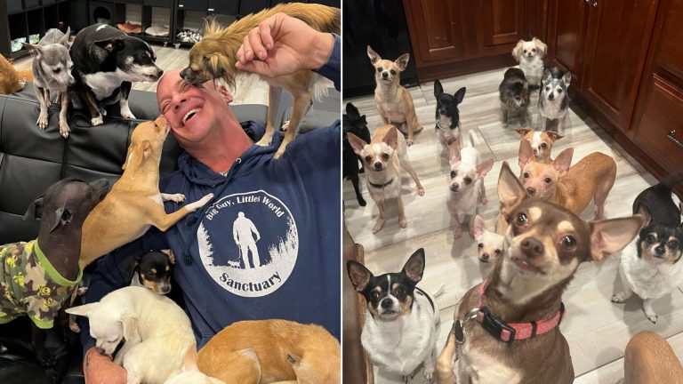 man and lot toy dogs