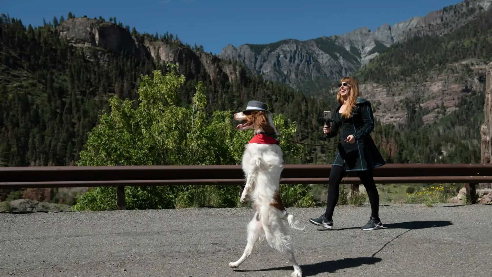 dog walking on two legs on the road