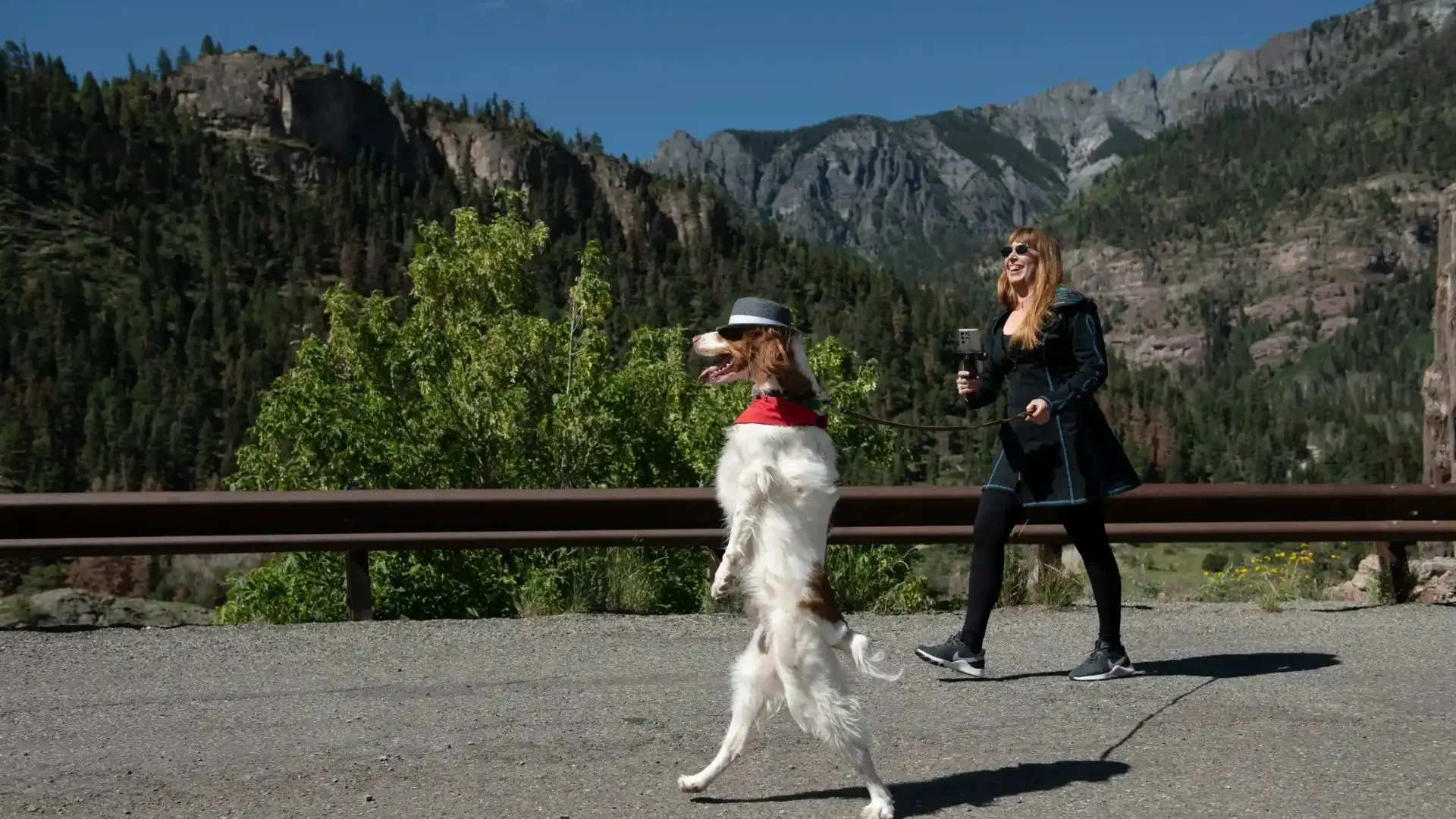 dog walking on two legs on the road