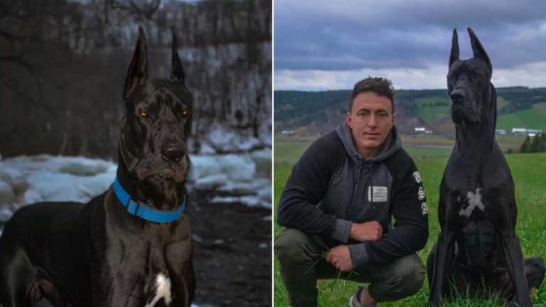 man with great dane dog