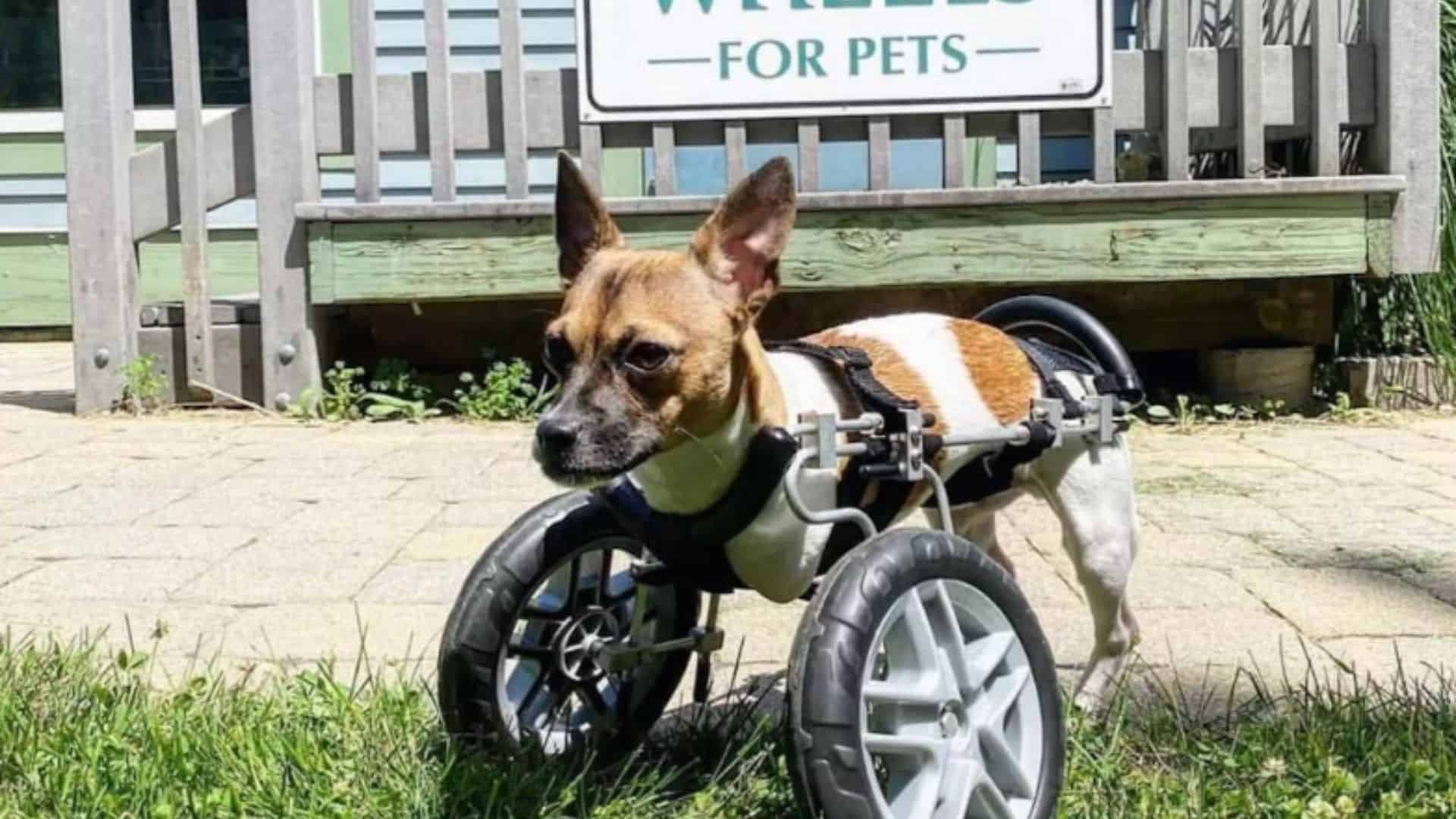 joey the two legged pup
