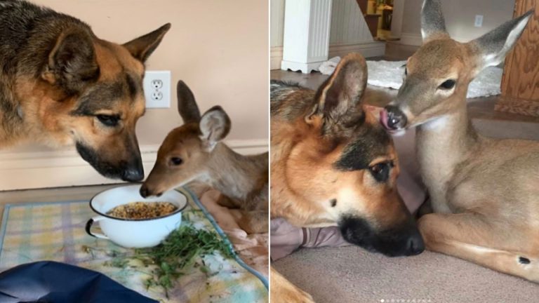fawn and a german shepherd
