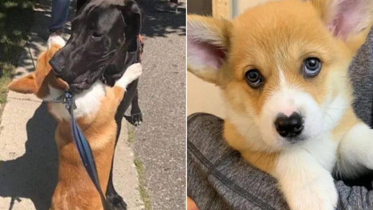 corgi with a heart-shaped nose