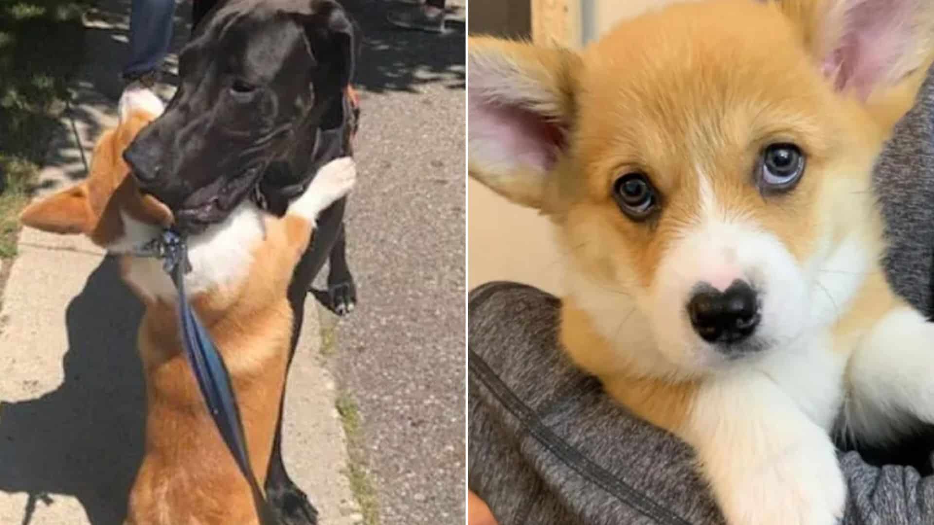 corgi with a heart-shaped nose