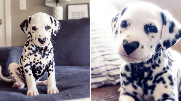 Willy, a dalmatian with a heart shaped nose
