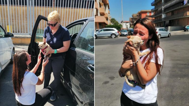 dog and his owner reunited