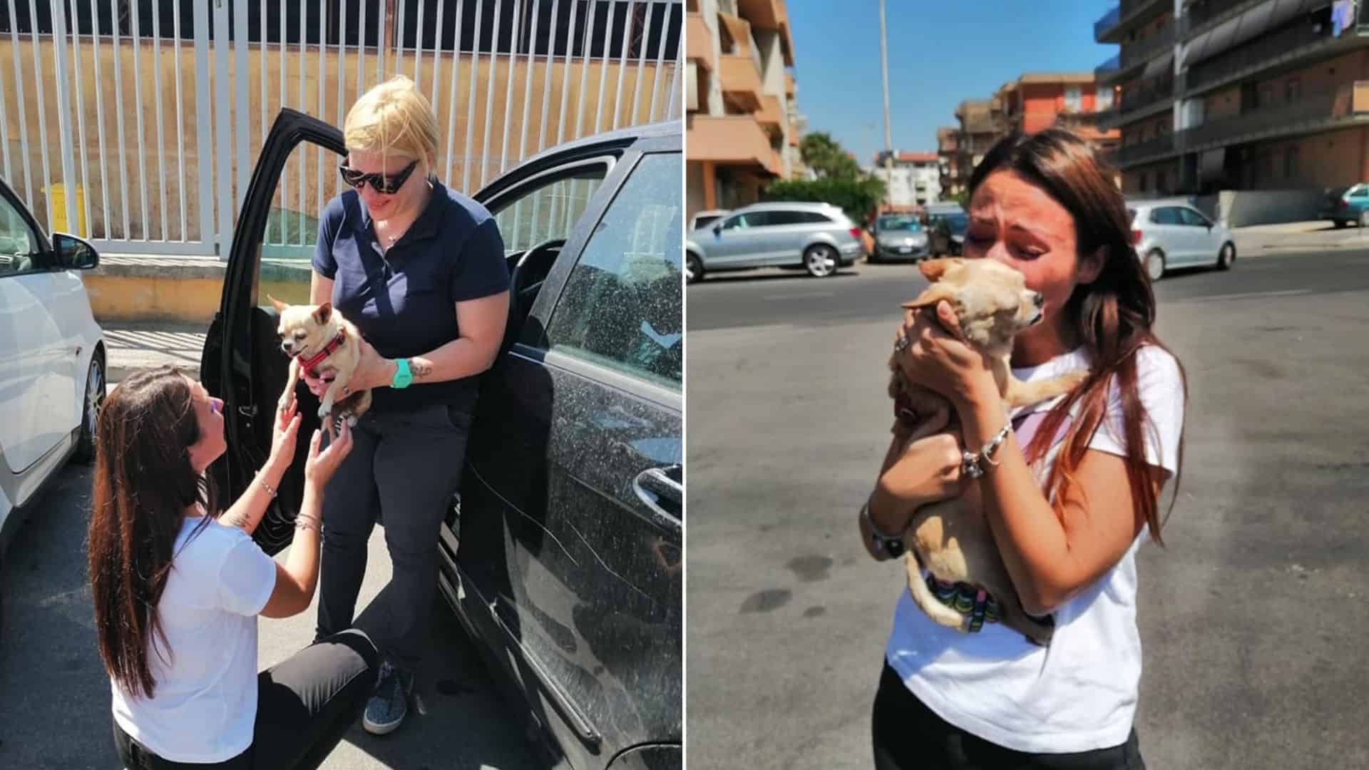 Little Chihuahua Reunited With Her Family After 8 Years Of Separation