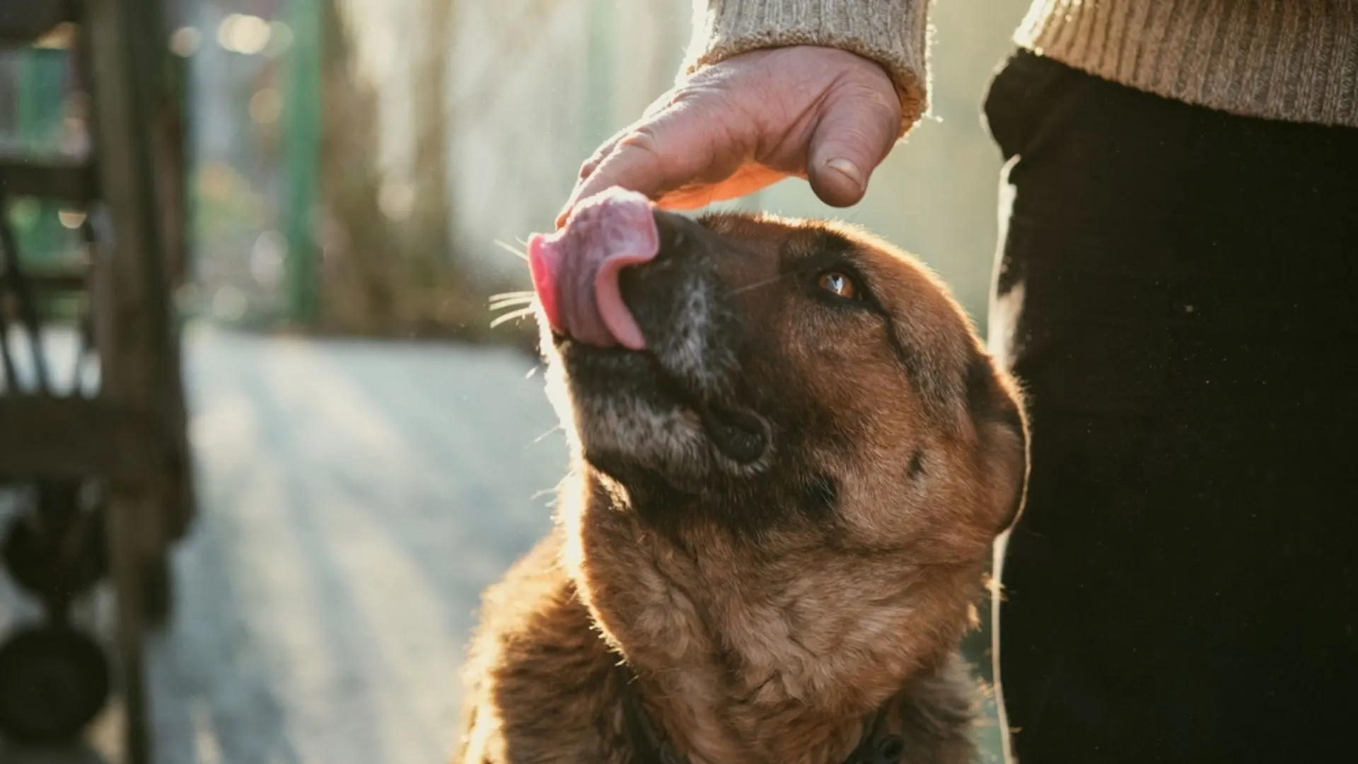 german shepherd lick his owner's hand
