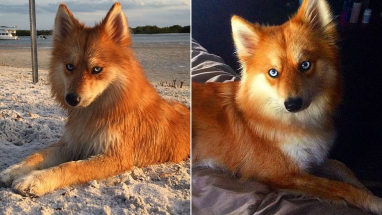 mya the pomsky mix