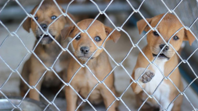 puppies in a cage