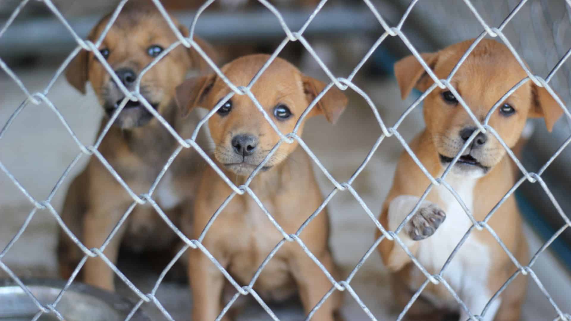 NO To Puppy Mills: Another U.S. City Joins The List Of Places That Ban Selling Pets