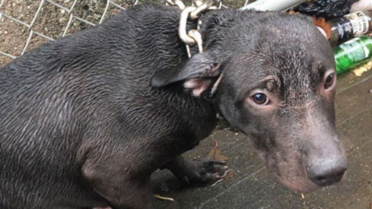 chained-up pitbull saved by the nypd