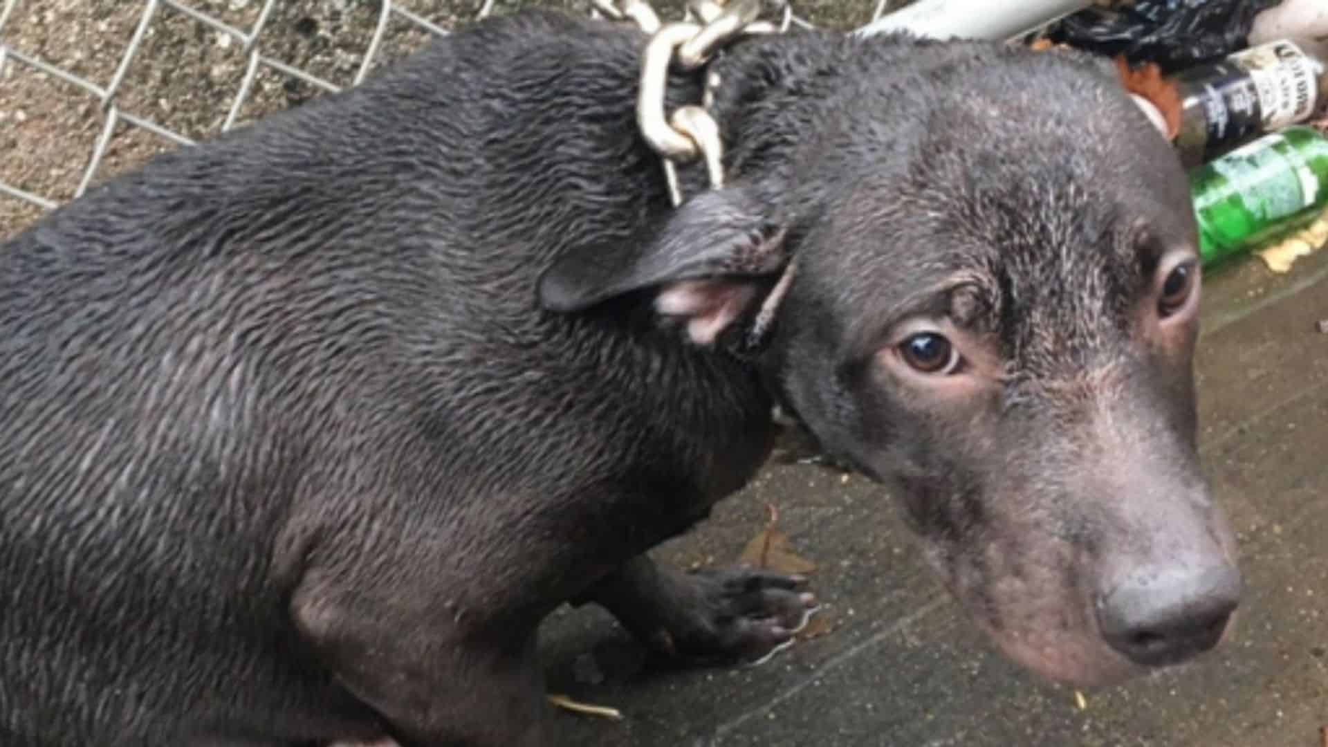 chained-up pitbull saved by the nypd