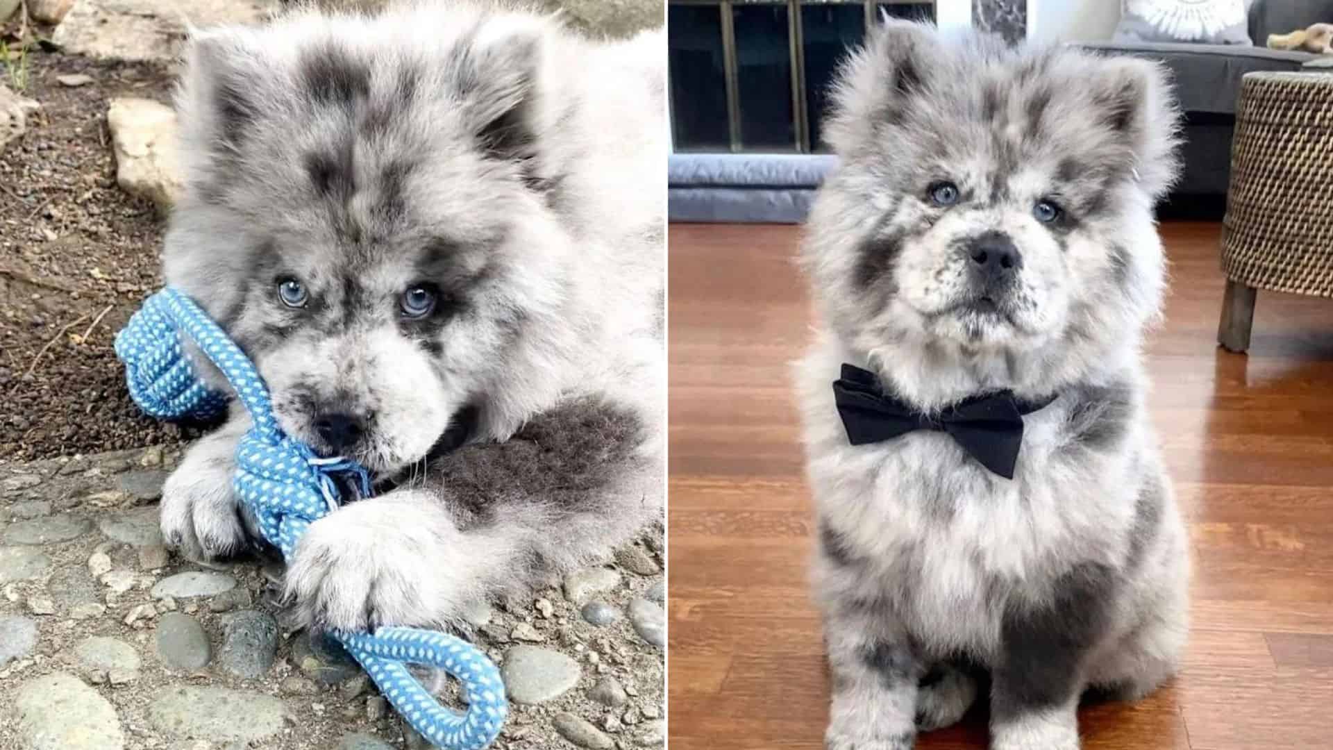 Oreo Cloud Is The Fluffy Chow Chow Pup