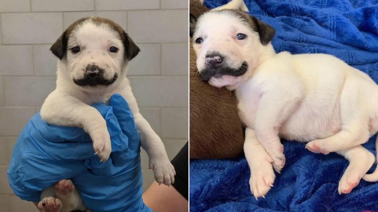 cute mustache puppy