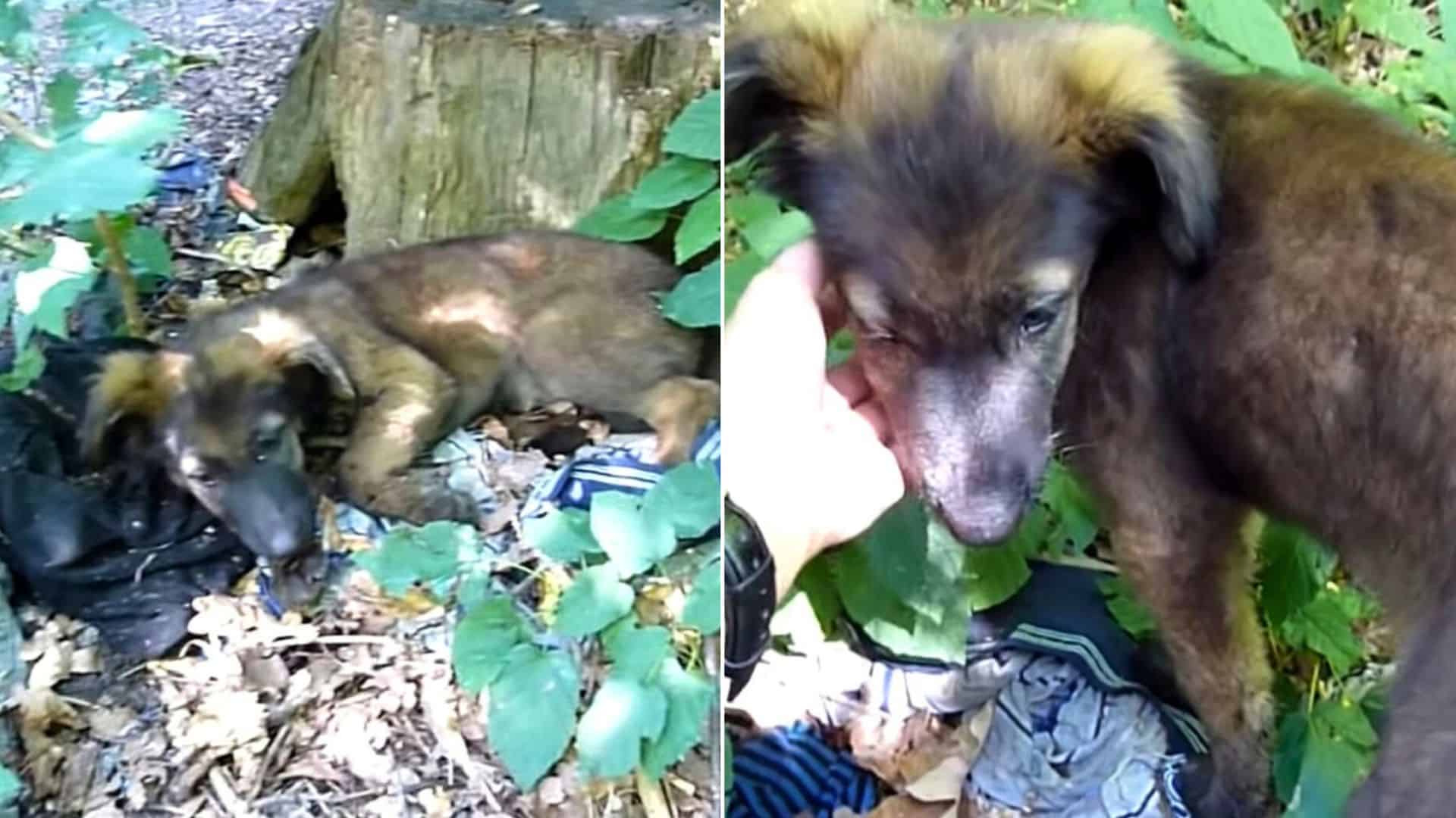 3-Months-Old German Shepherd Saved From The Woods Just In Time