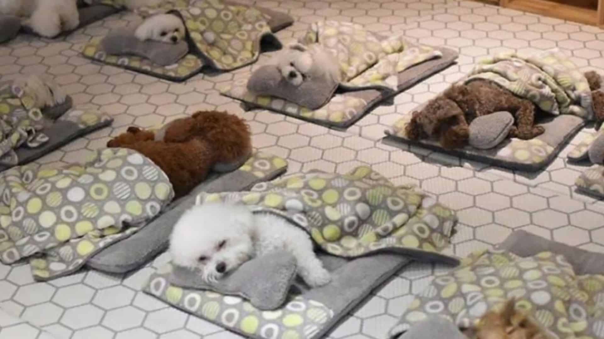 Puppies Napping In Their Tiny Sleeping Bags In The Best Doggy Daycare Will Warm Your Heart