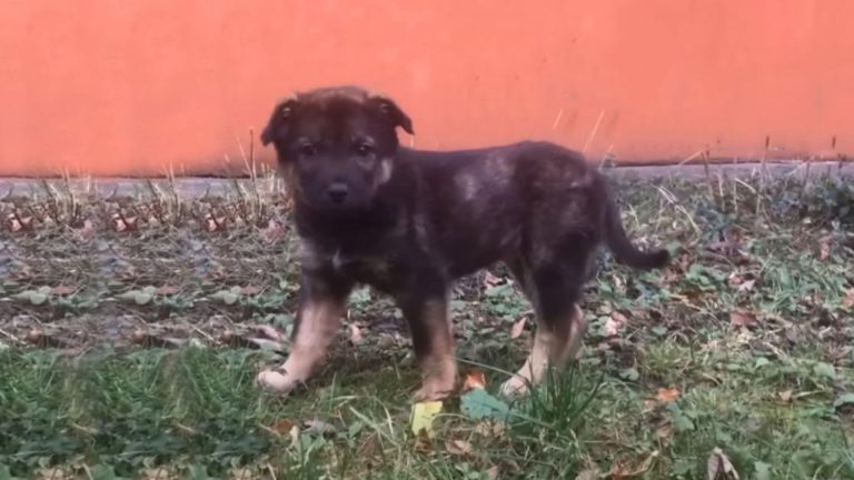 cute puppy on the street