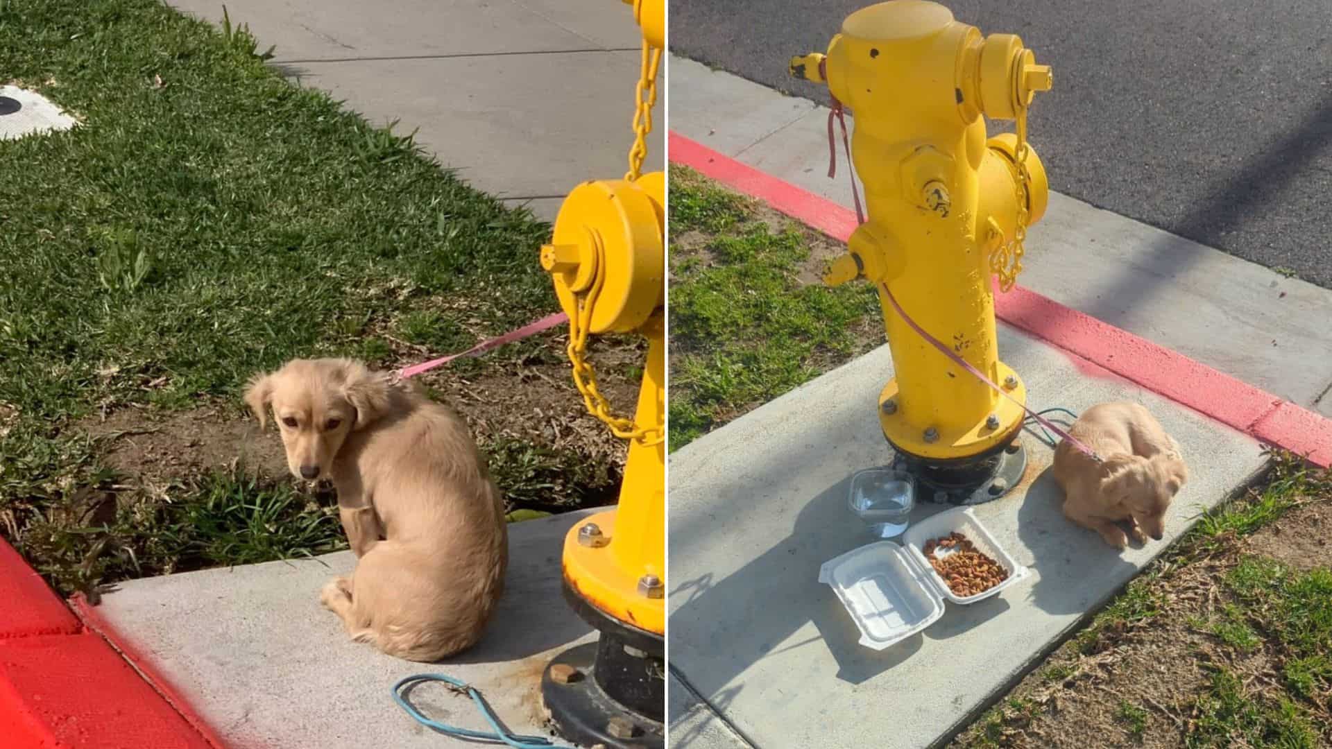 puppy tied to a hydrant