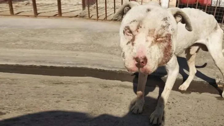 Puppy With Swollen Face Used As A Bait Dog Finds Family Who Helps Him Heal