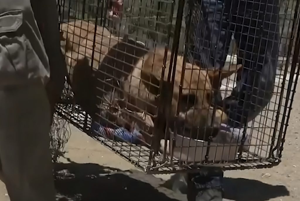Rescued GSD in a cage