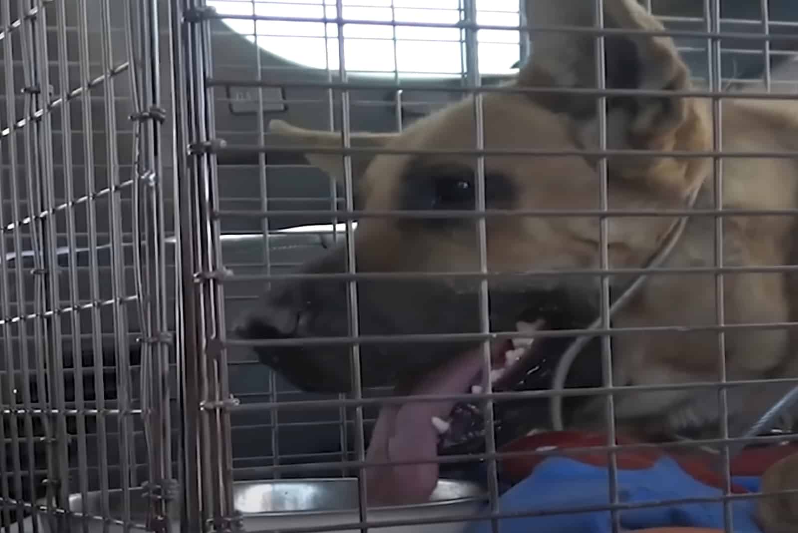Rescued GSD in a cage with tongue sticking out