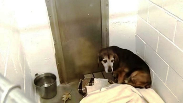 Senior Beagle Recognizes His Dad