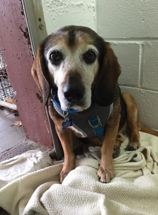 Senior Beagle sits on a leash on a white blanket