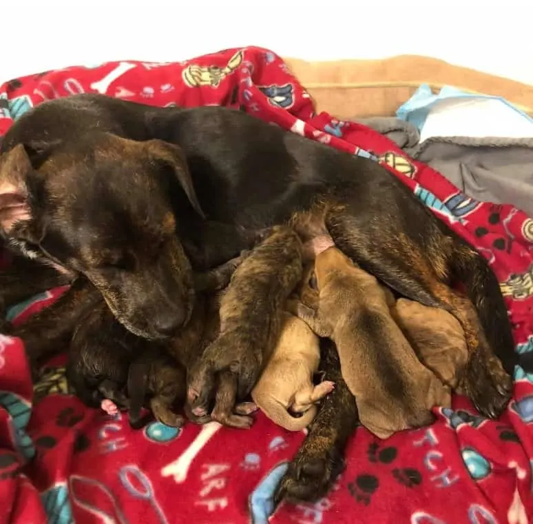 El perro de Shelly y su camada de cachorros