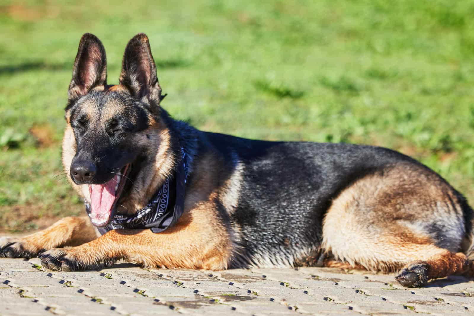4 Easy Ways To Comfort A German Shepherd With A Fever