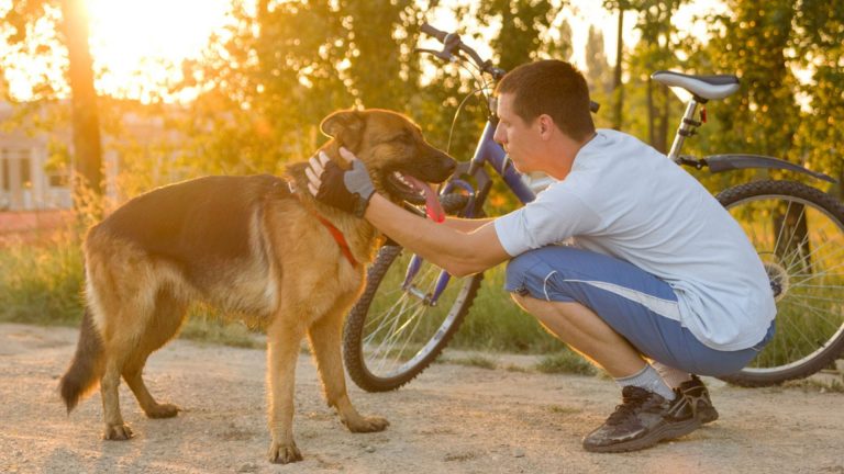 stranger pets a german shepherd