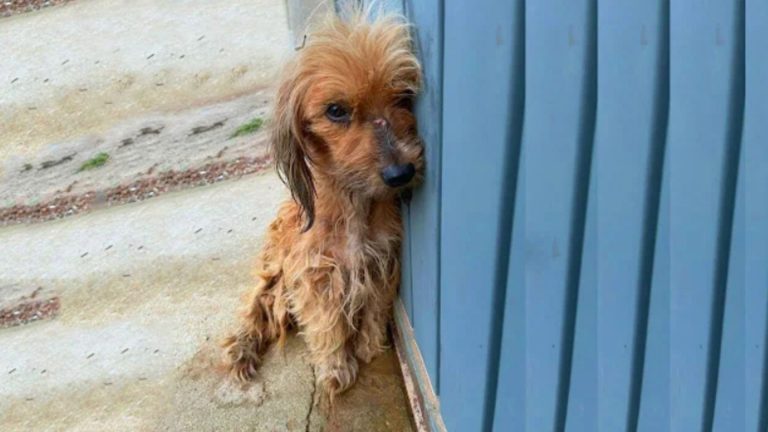 sick and traumatized street puppy
