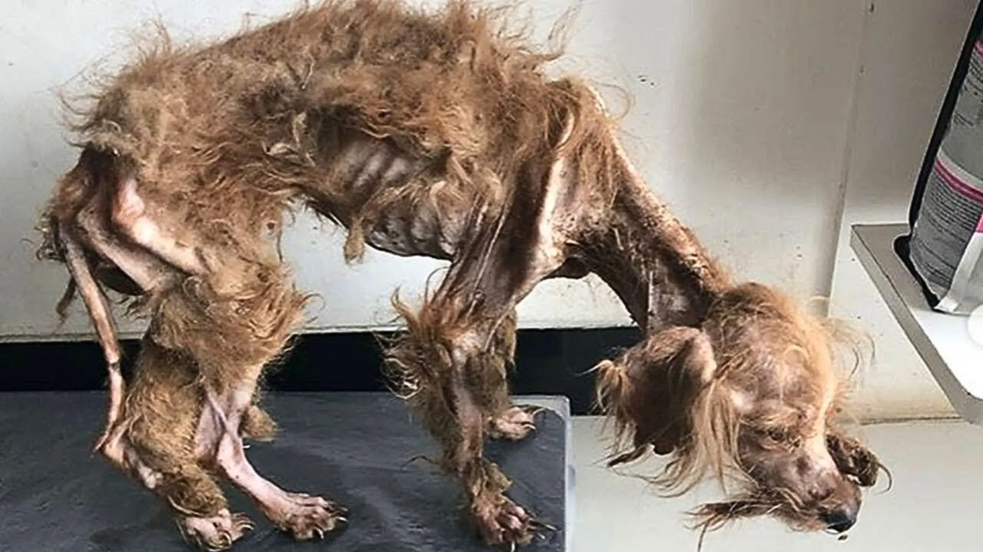 a starving dog
