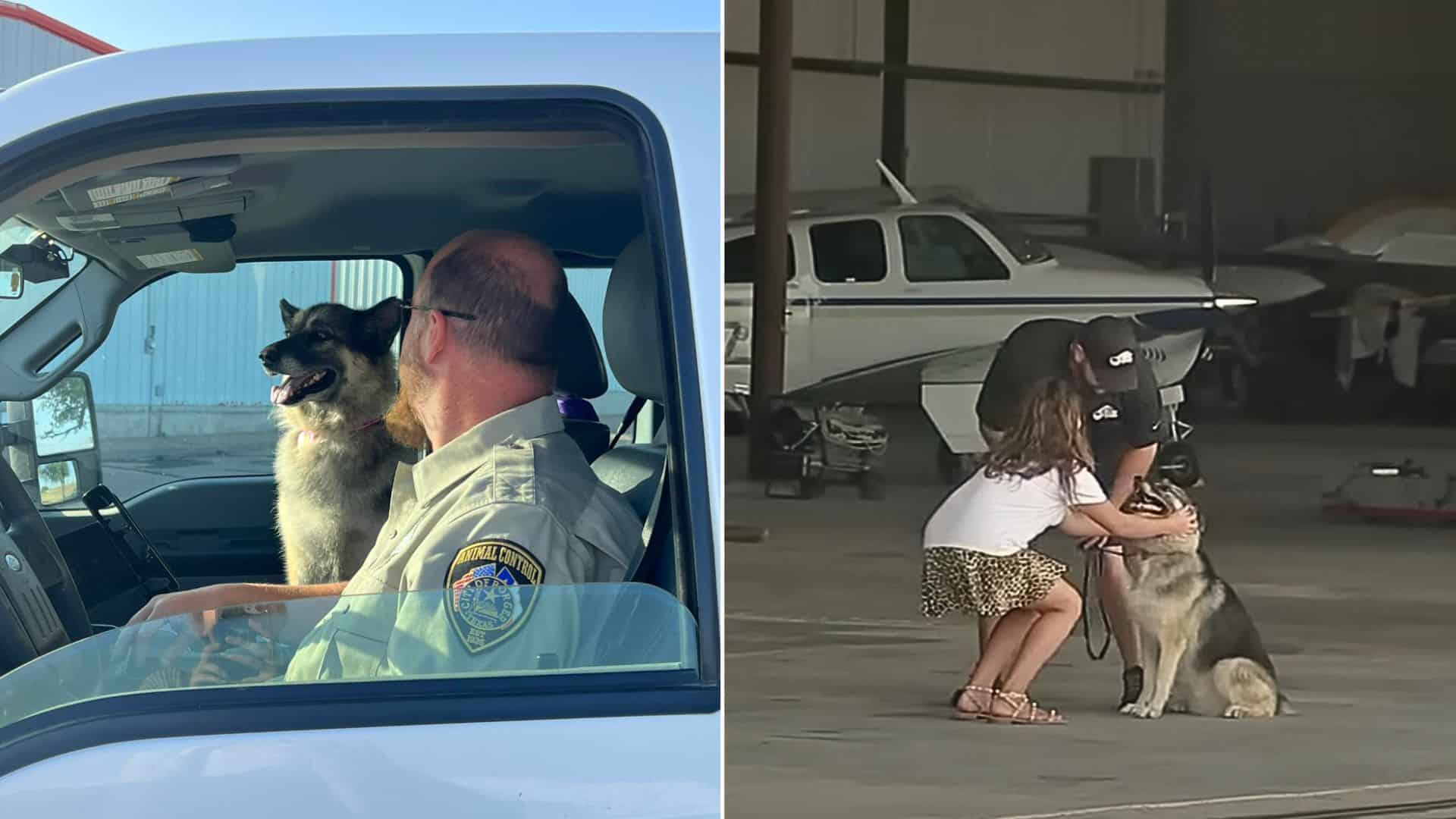 Stolen German Shepherd Finds Her Way Home After Five Years Apart From Her Family