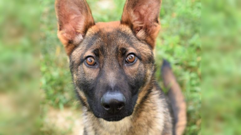 german shepherd puppy sitting on the grass and looking at the camera