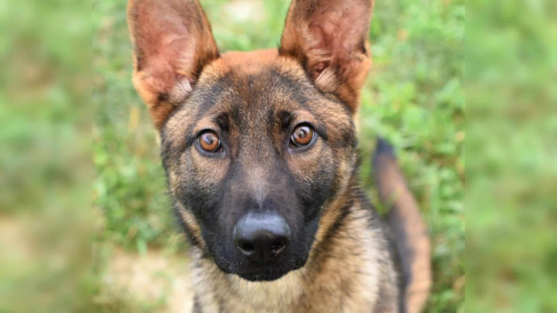 german shepherd puppy sitting on the grass and looking at the camera