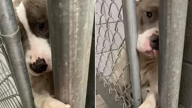 Shelter Dog Sticks Her Paw Through Kennel Bars Whenever Someone Passes By