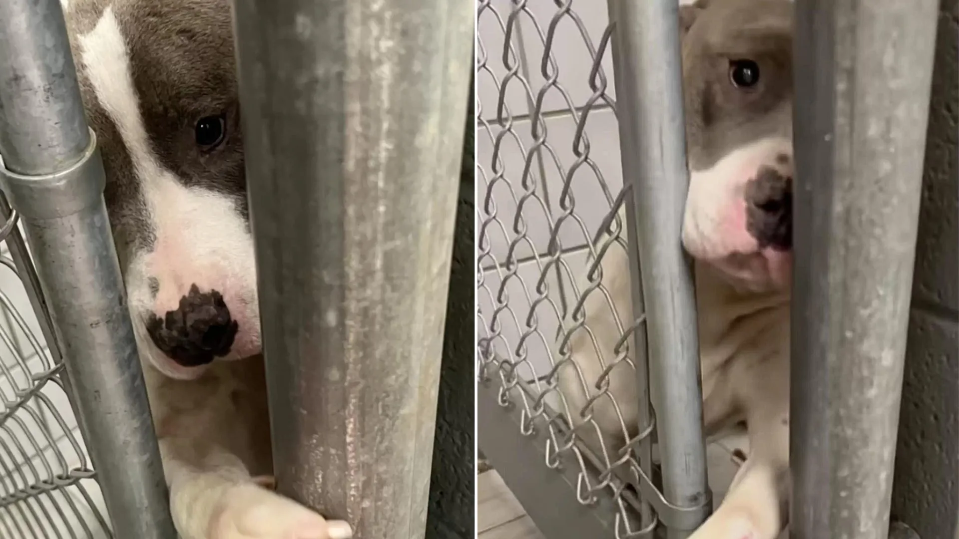 shelter puppy sticks paw through kennel bars