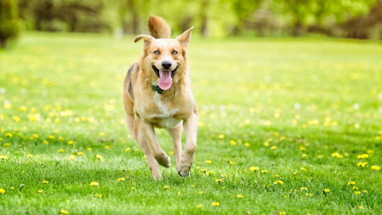 dog running on the lawn