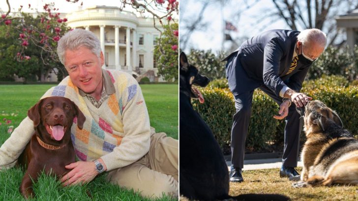 The Most Memorable Dogs Of The Oval Pawffice Of The USA
