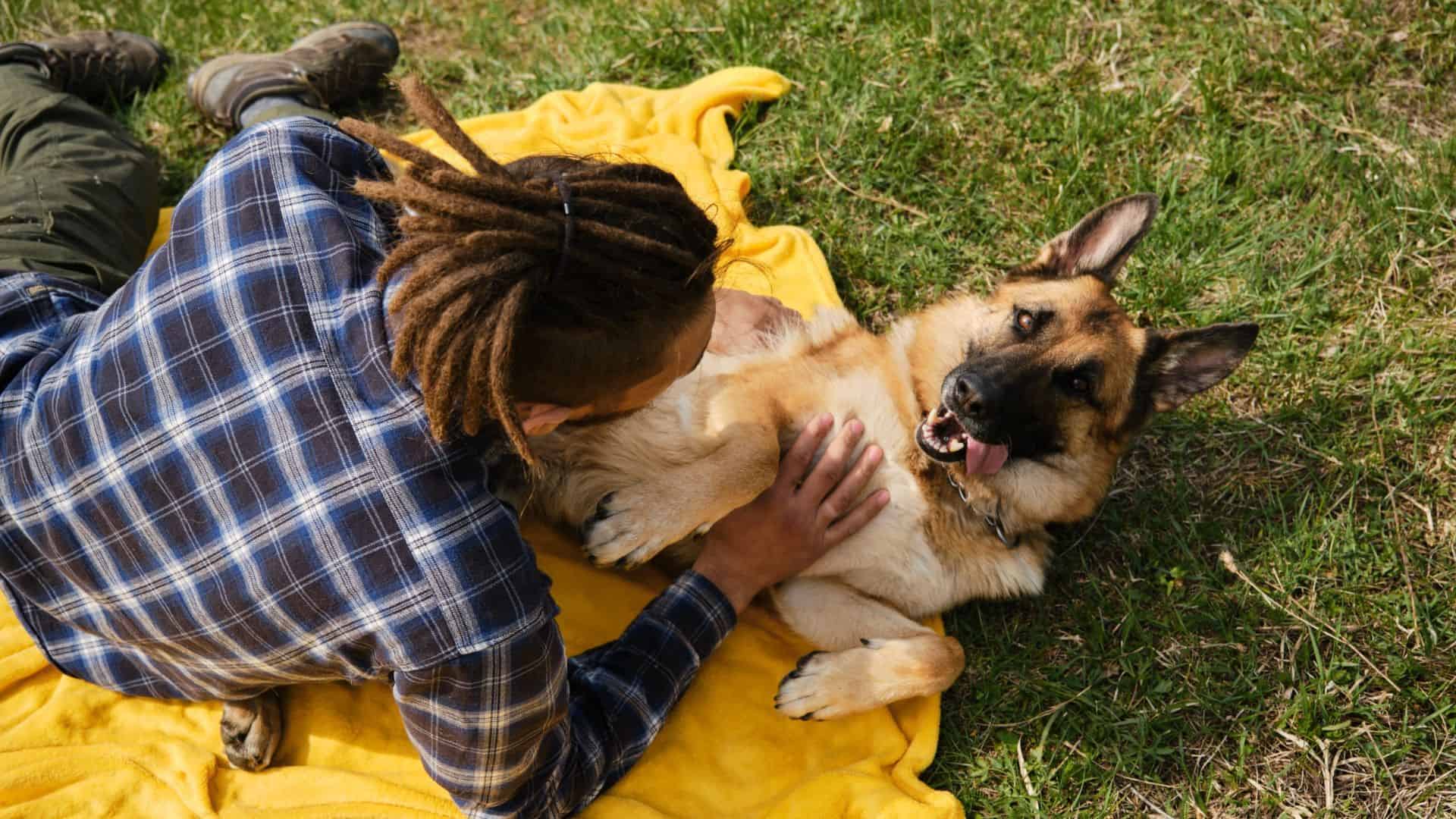 man scratching german shepherd belly