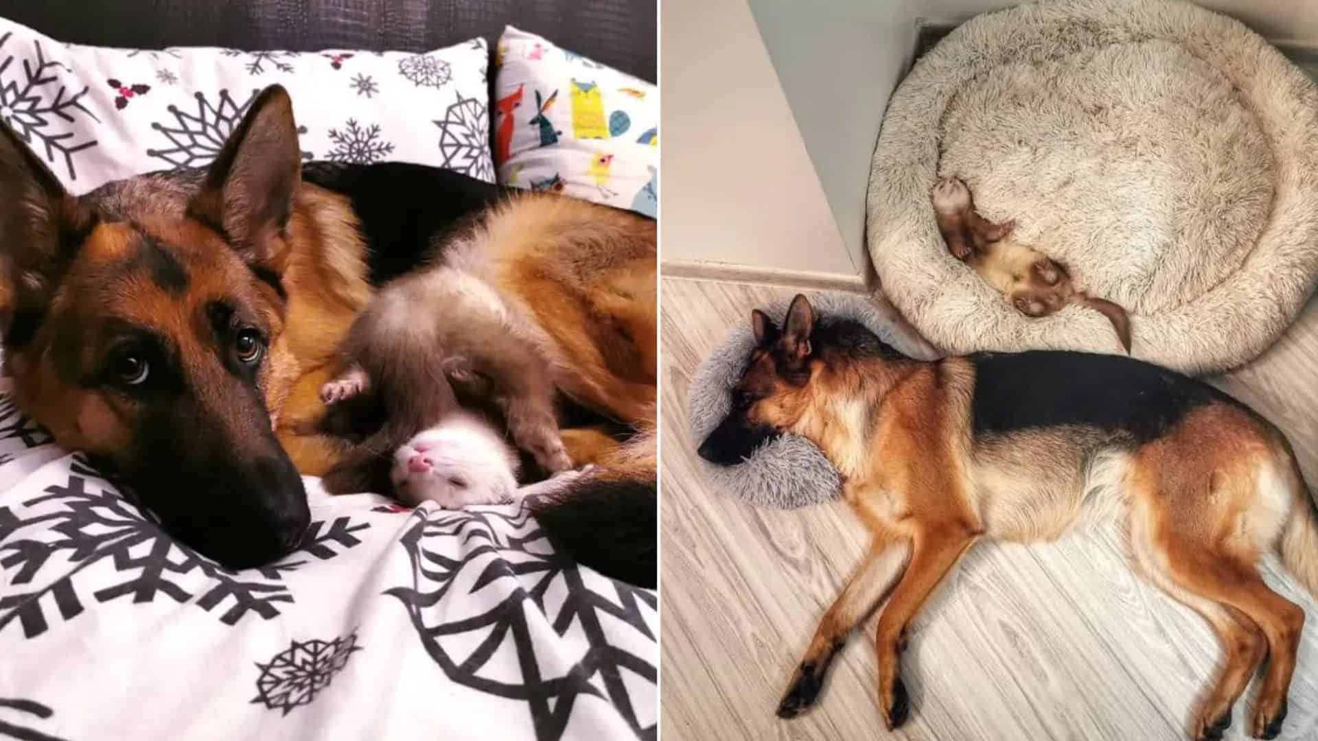 german shepherd with ferret